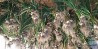 Garlic Drying