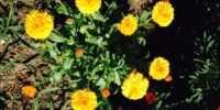 calendula